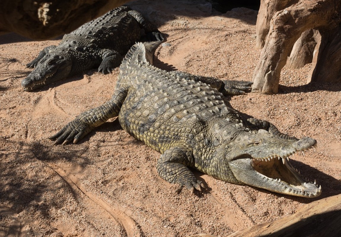 The Saanane Day Trip with Picnic 